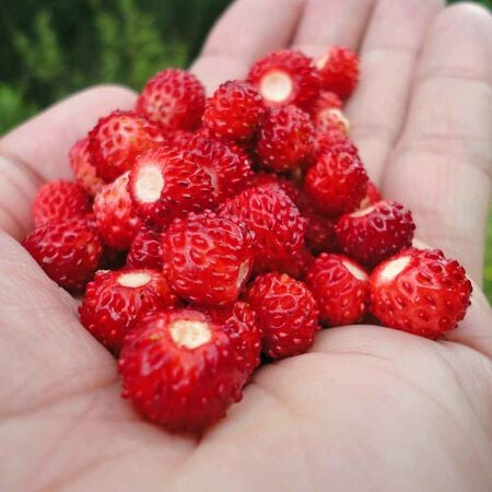 Ruegen, Strawberry Seeds - Packet image number null